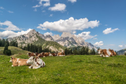 Kühe auf der Weide - Urlaub im Salzburger Land