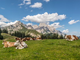 Kühe auf der Weide - Urlaub im Salzburger Land